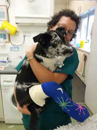 Vet nurse with dog whose leg is in plaster.
