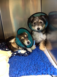 puppies after operation